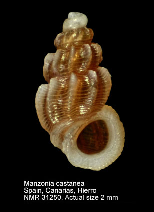 Manzonia castanea.JPG - Manzonia castaneaMoolenbeek & Faber,1987